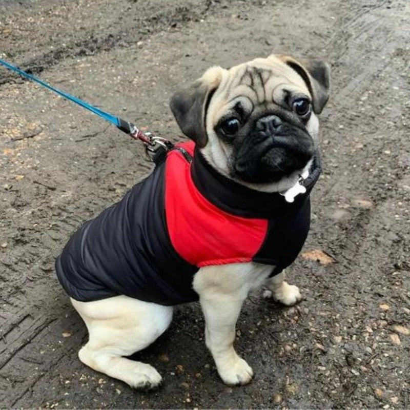 Dog Winter Jacket